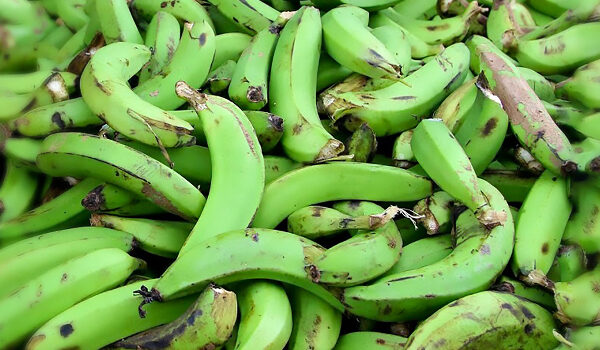 Innovative green banana business launches globally from their tropical paradise