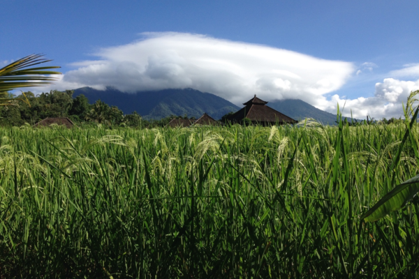 The Paralysis of Tourism and the Rise of Agriculture in Bali, Indonesia